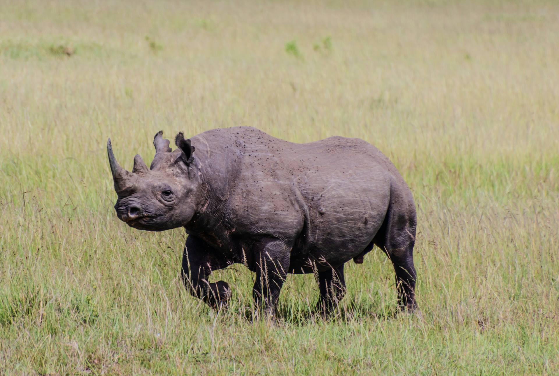 Black Rhino