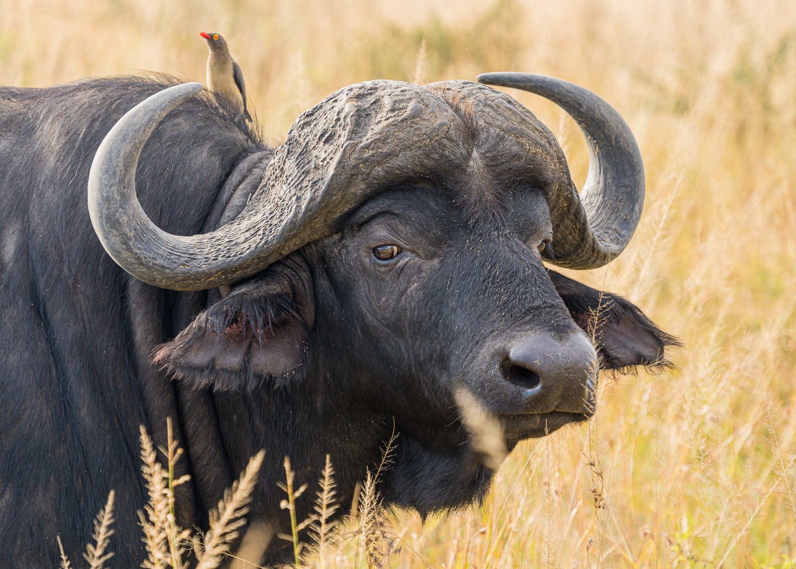 Buffalo in Tanzania