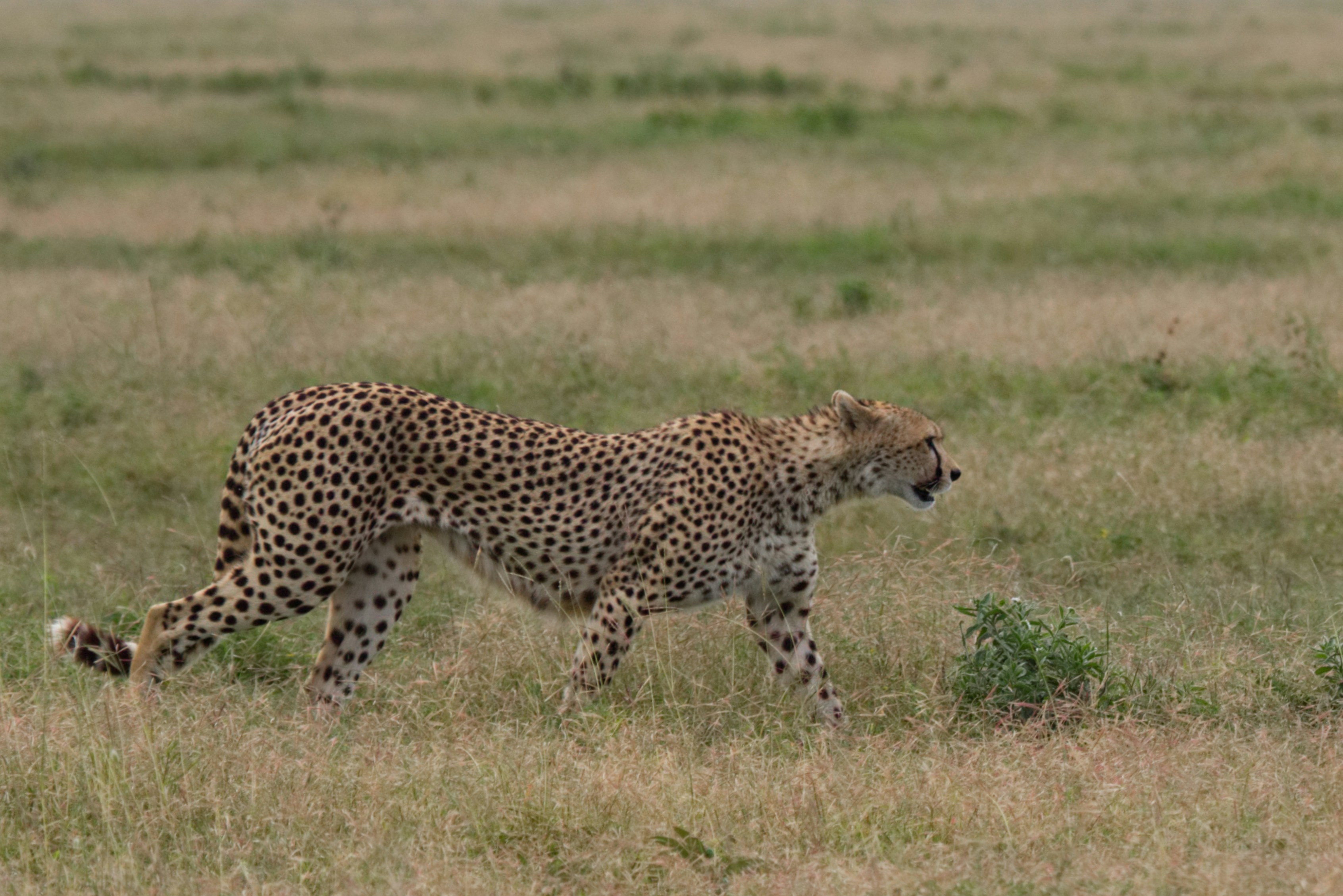 Cheetah Hunting