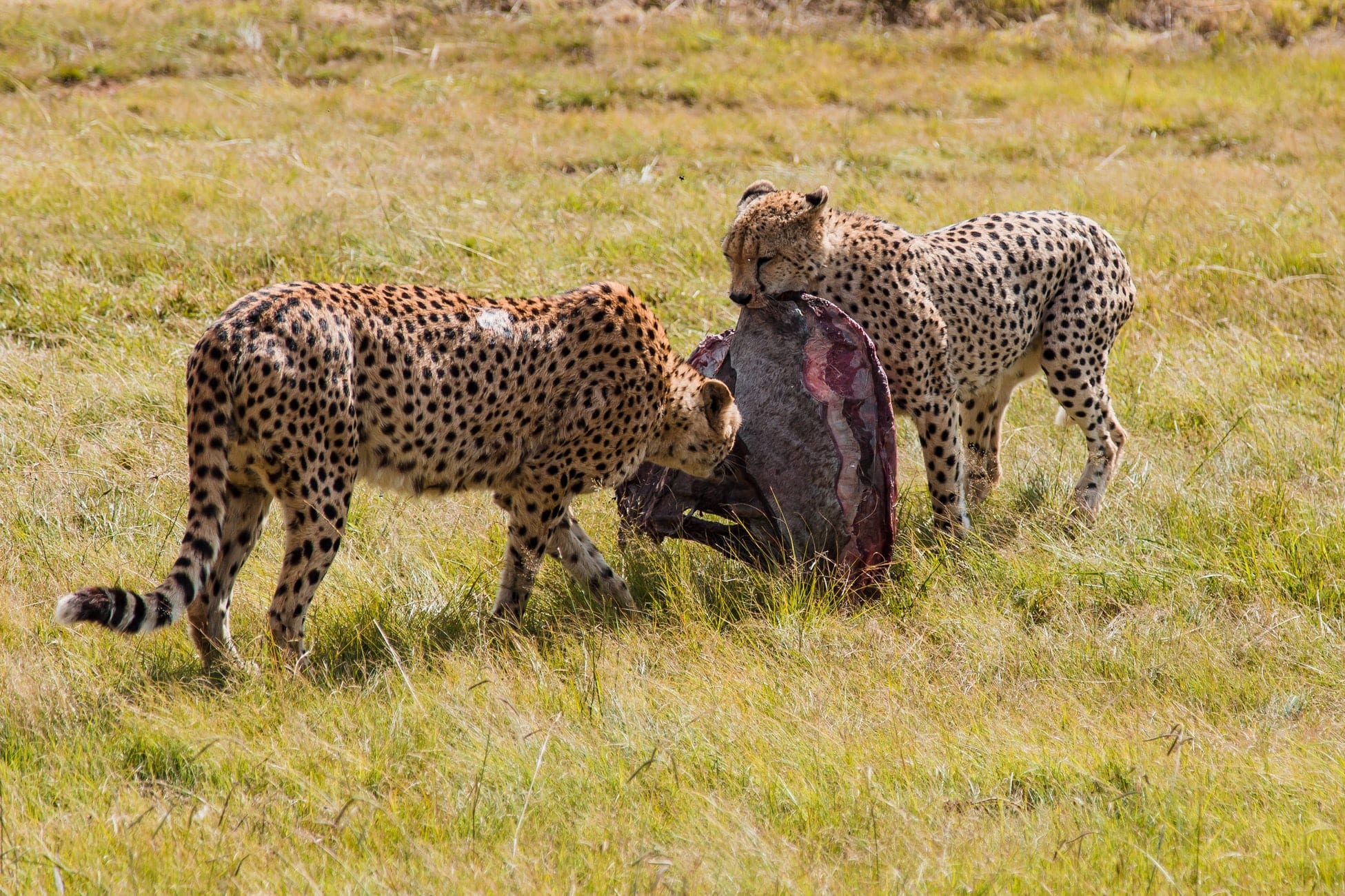 Cheetahs in grassland
