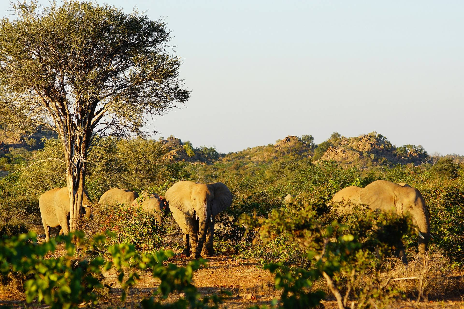 Elephants at Sunset
