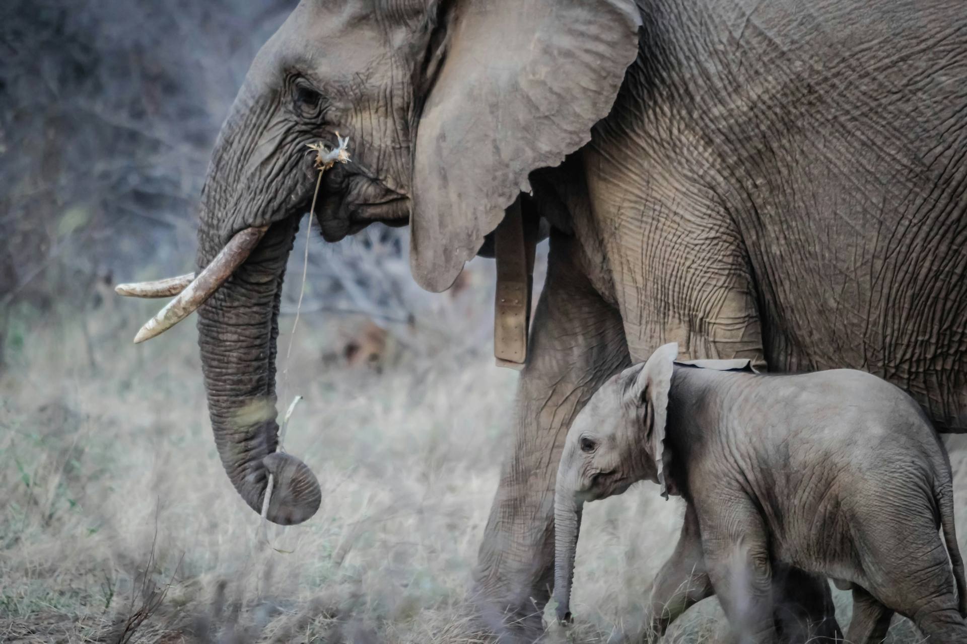 African Elephant