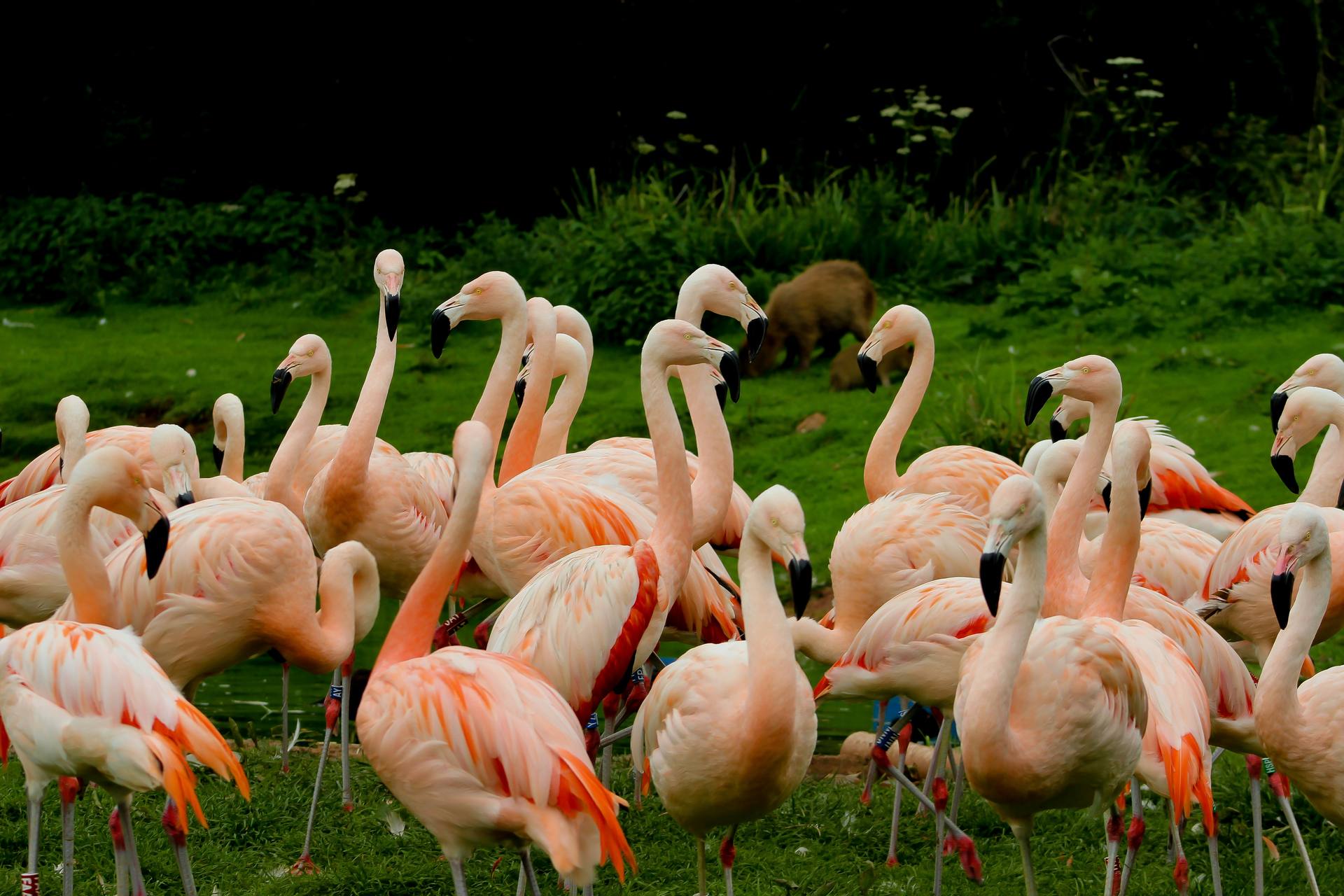 Flamingoes