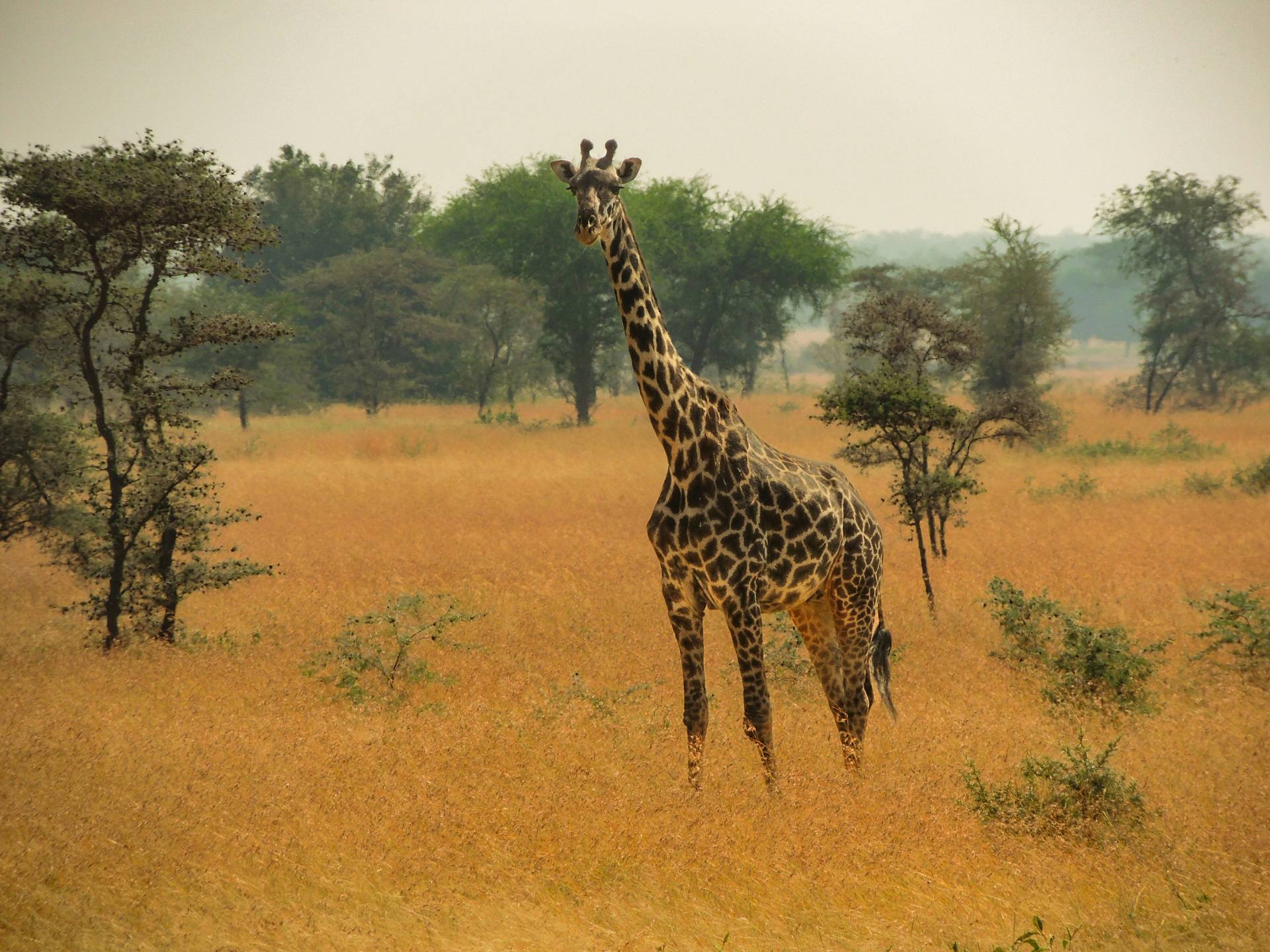 A giraffe