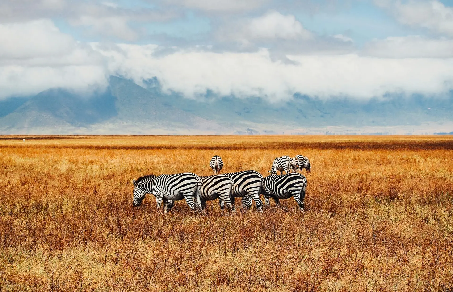 Zebra and wildebeest grazing below the wall of the Ngorongoro Crater