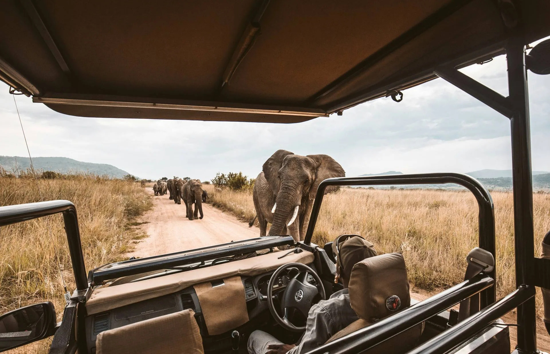 Elephants approaching a safari vehicle on a grassland road