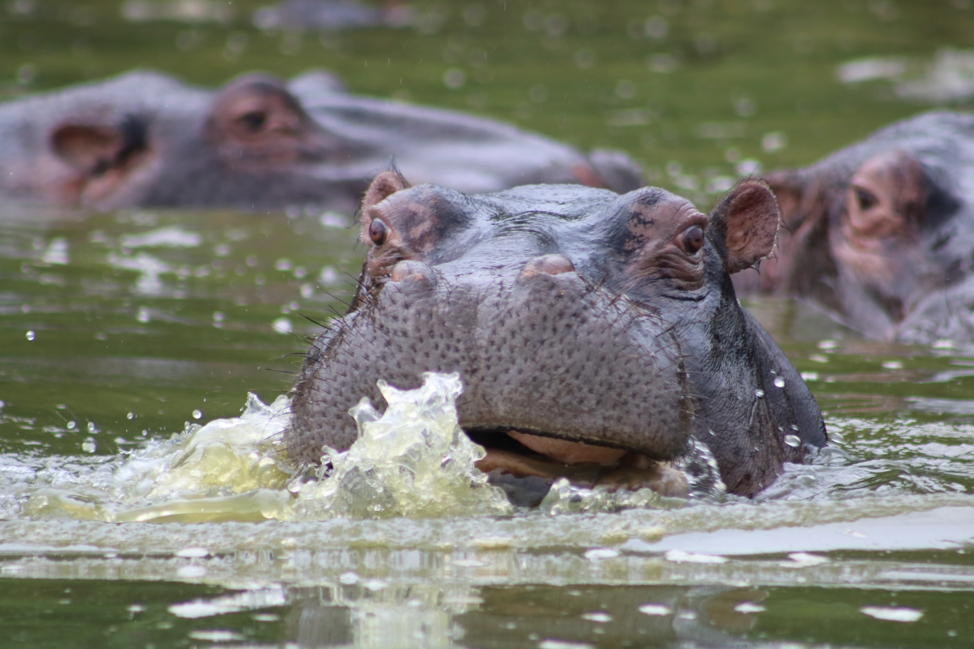 Hippo in Saadani