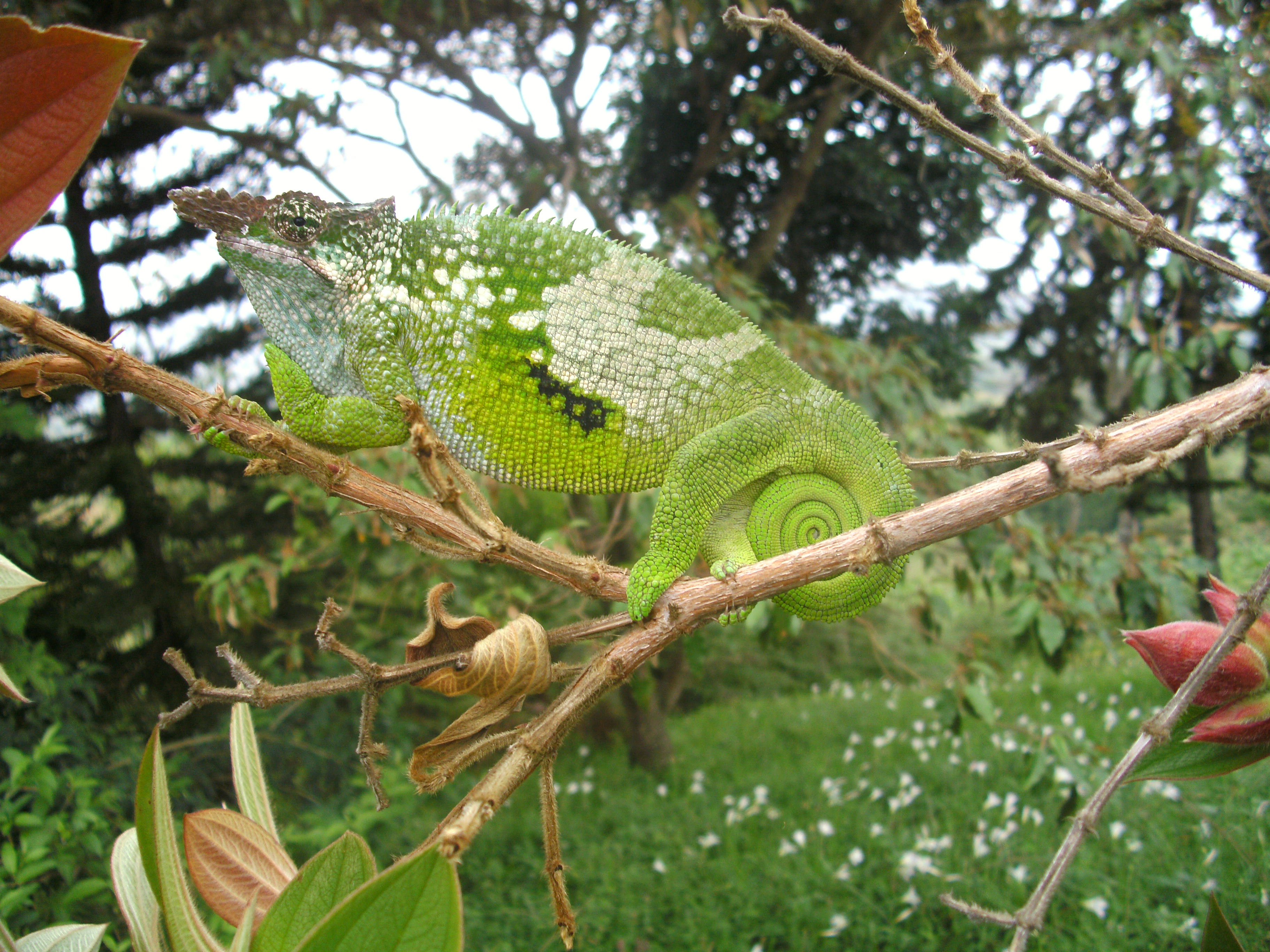 Chameleon in Usambara Mountains
