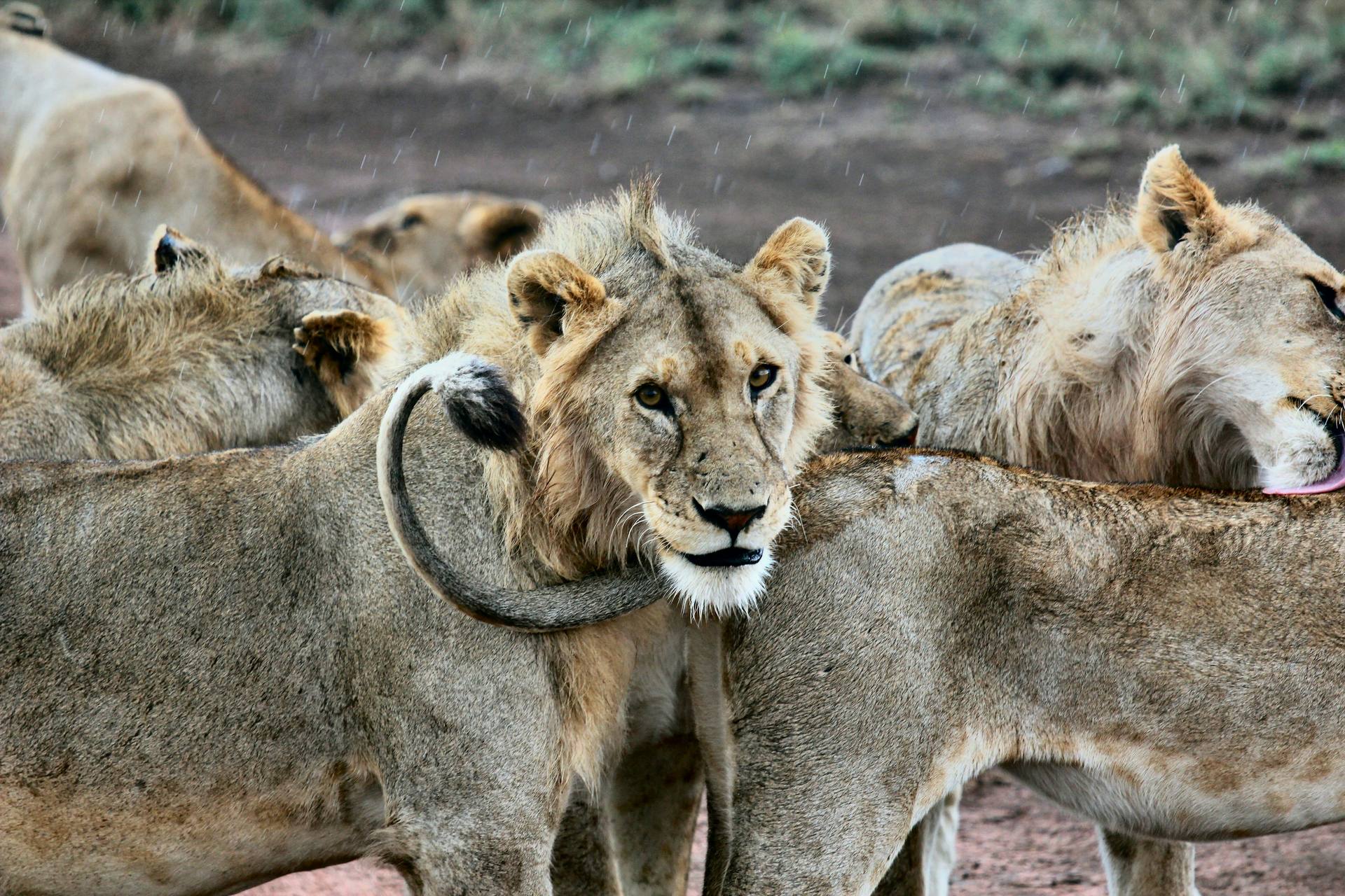 Lion Pride in Serengeti