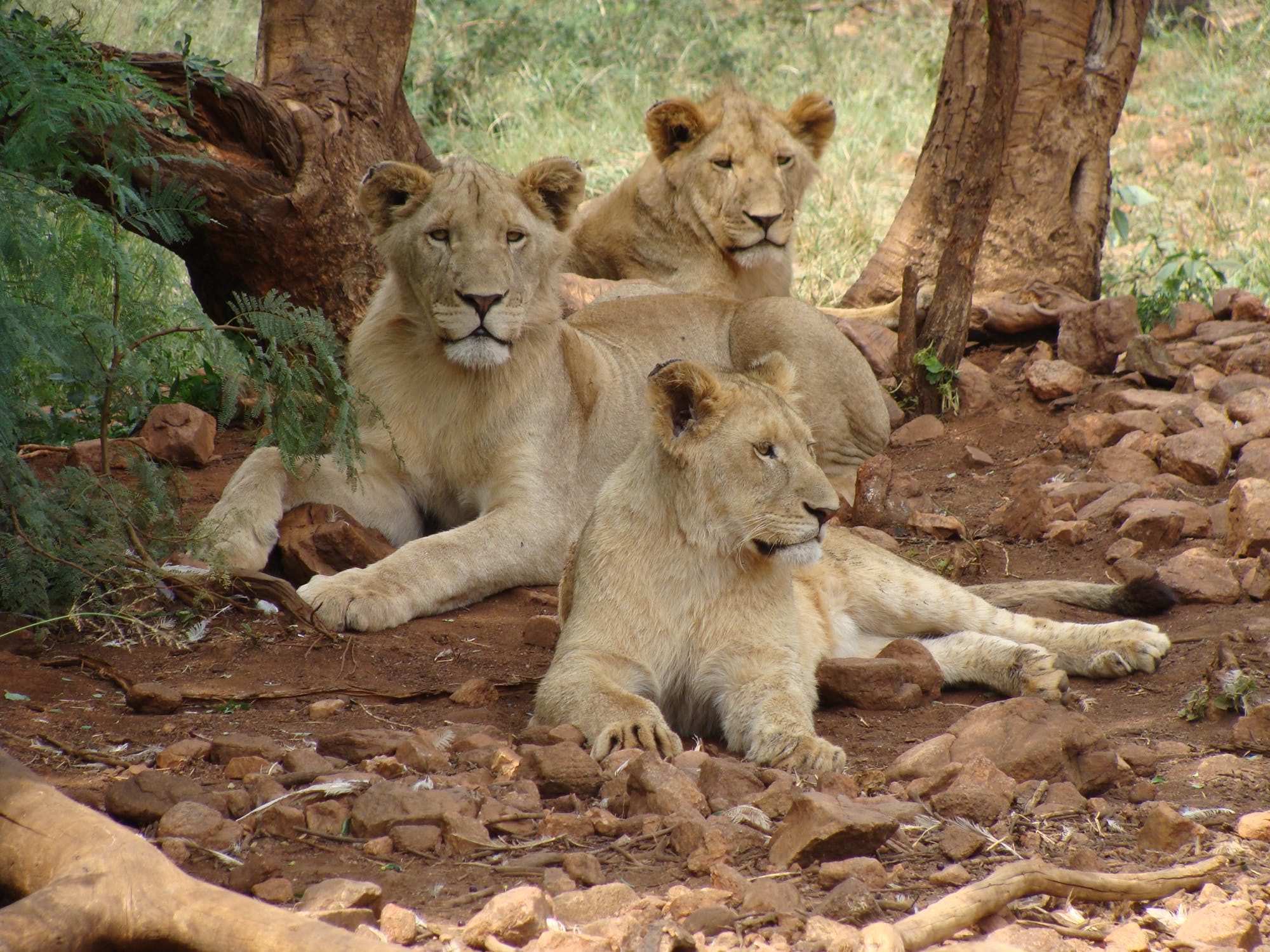 Lions in Tanzania