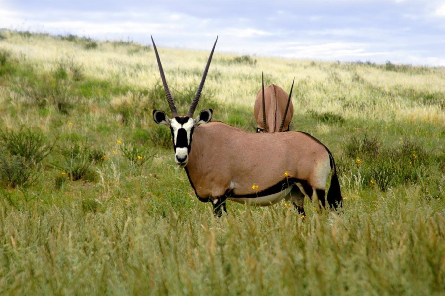 Two oryx standing in grassland