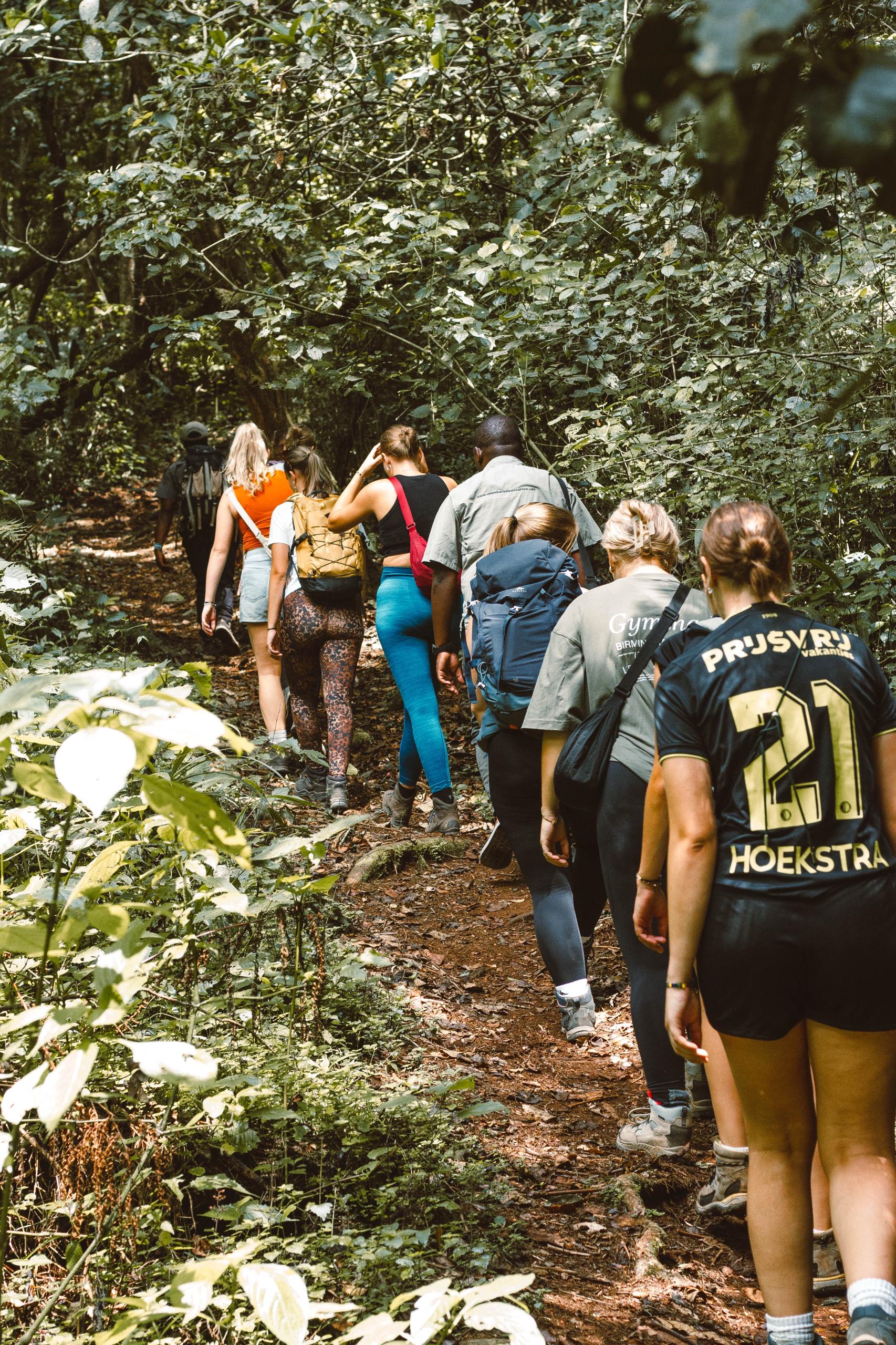 Hiker on a forest trail