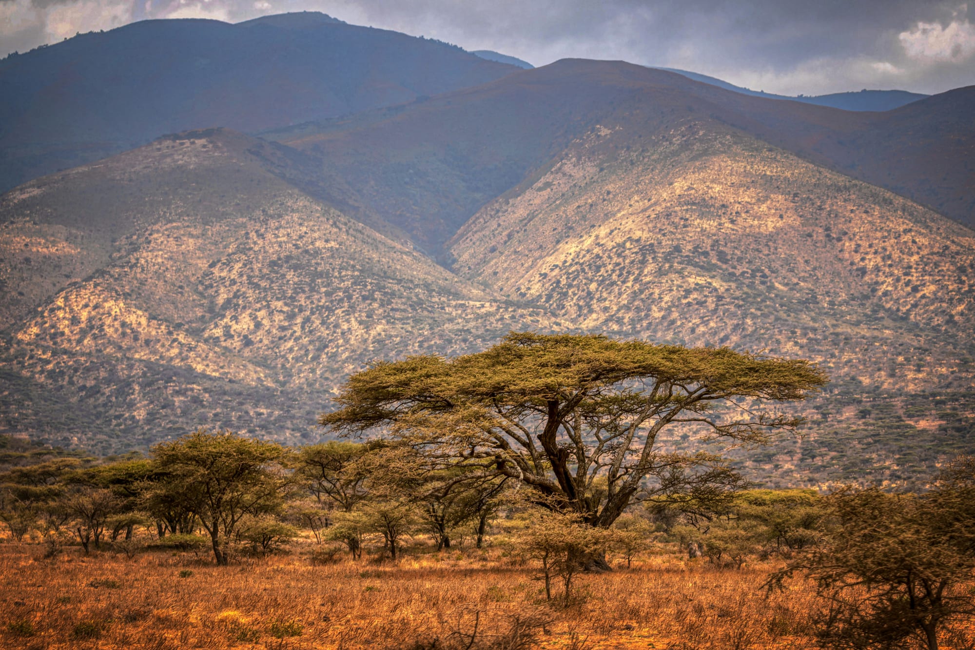 Acacia trees below rolling hills in low golden light