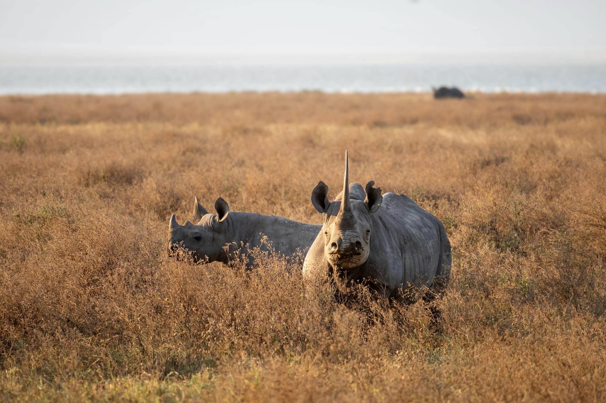 A black rhino with a calf standing in tall dry grass