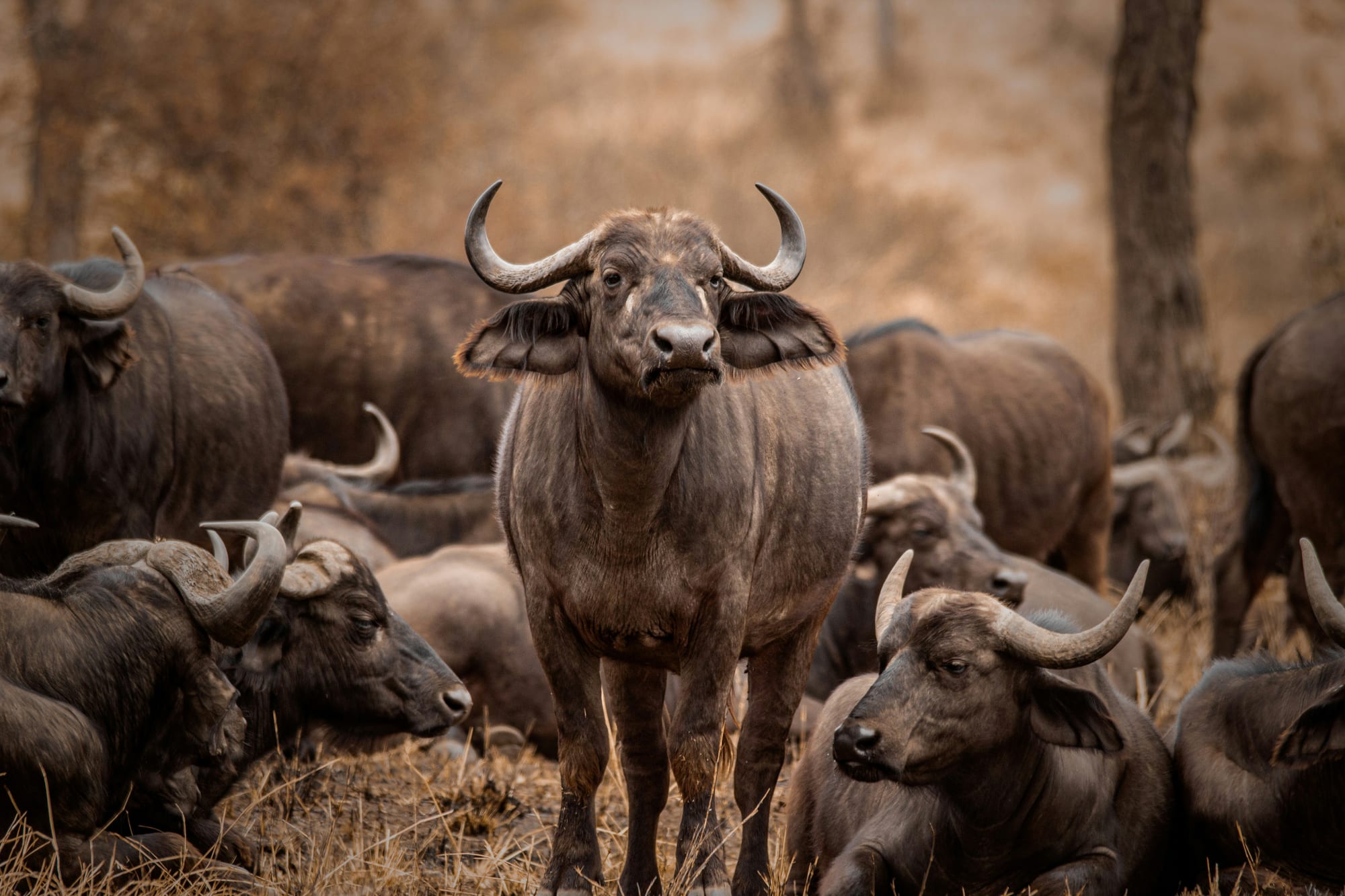 A herd of buffalo standing in dry woodland