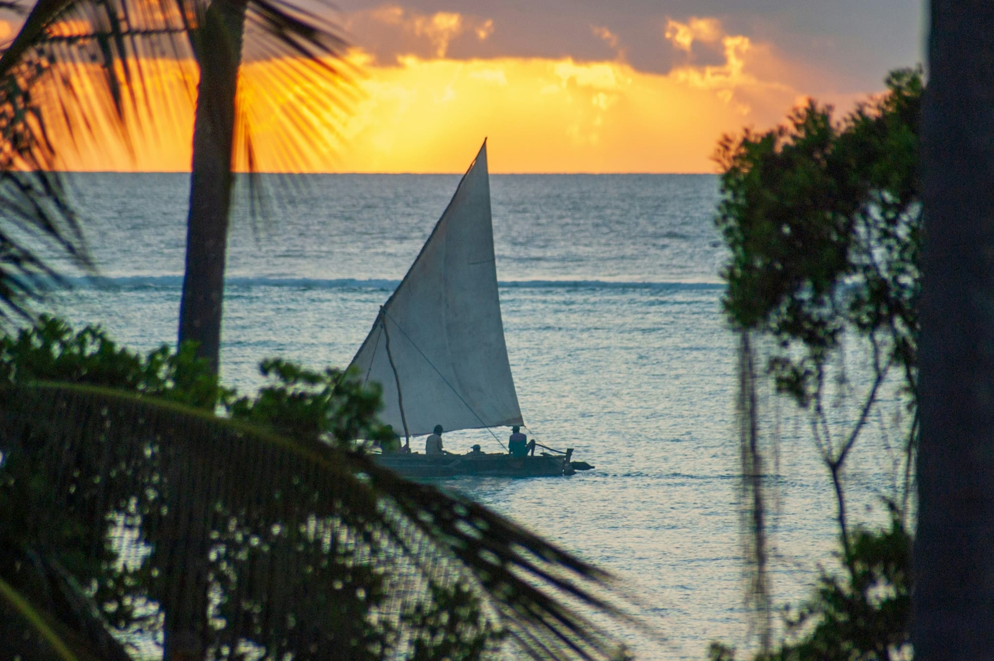 A dhow under sail at sunset, framed by palm fronds