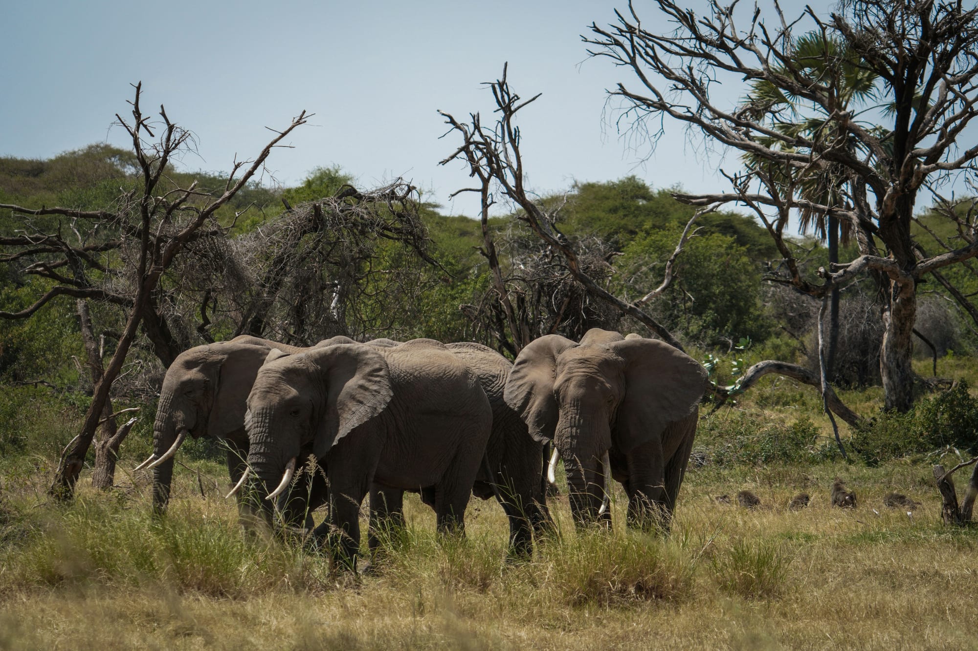 Elephants standing among bare and broken trees in long grass