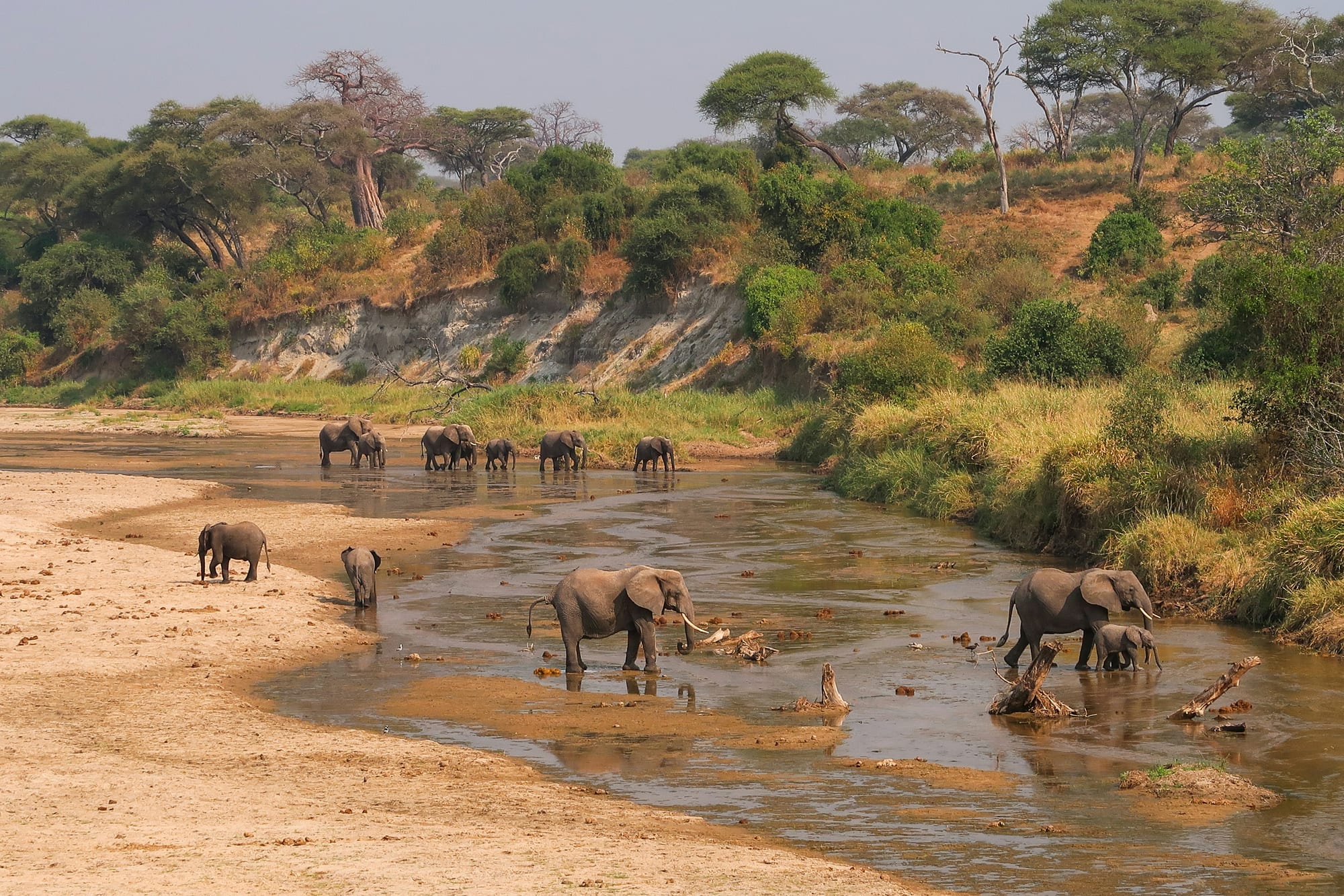 A herd of elephants crossing the Tarangire River between eroded banks