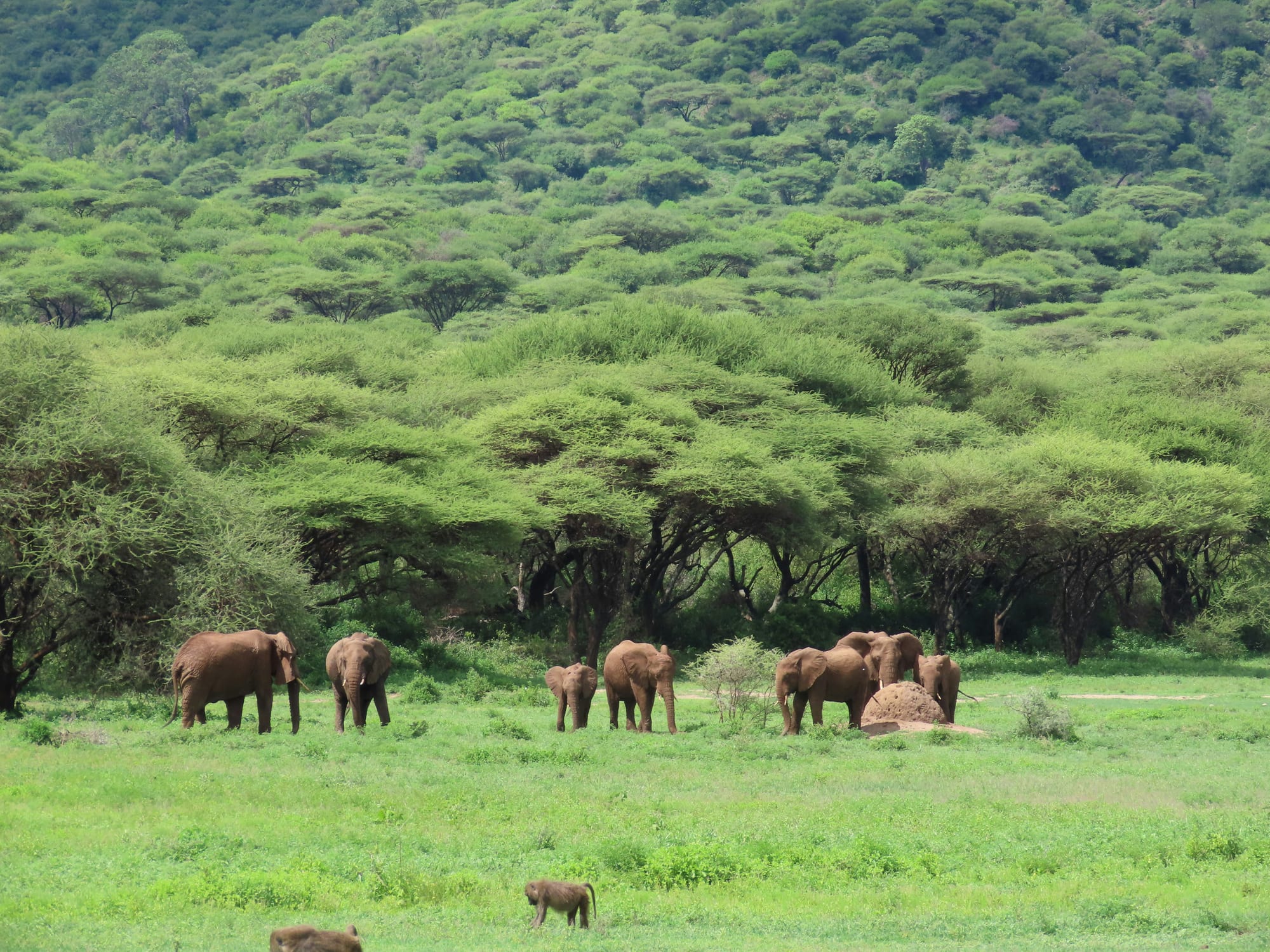 Elephants moving through bright green acacia woodland