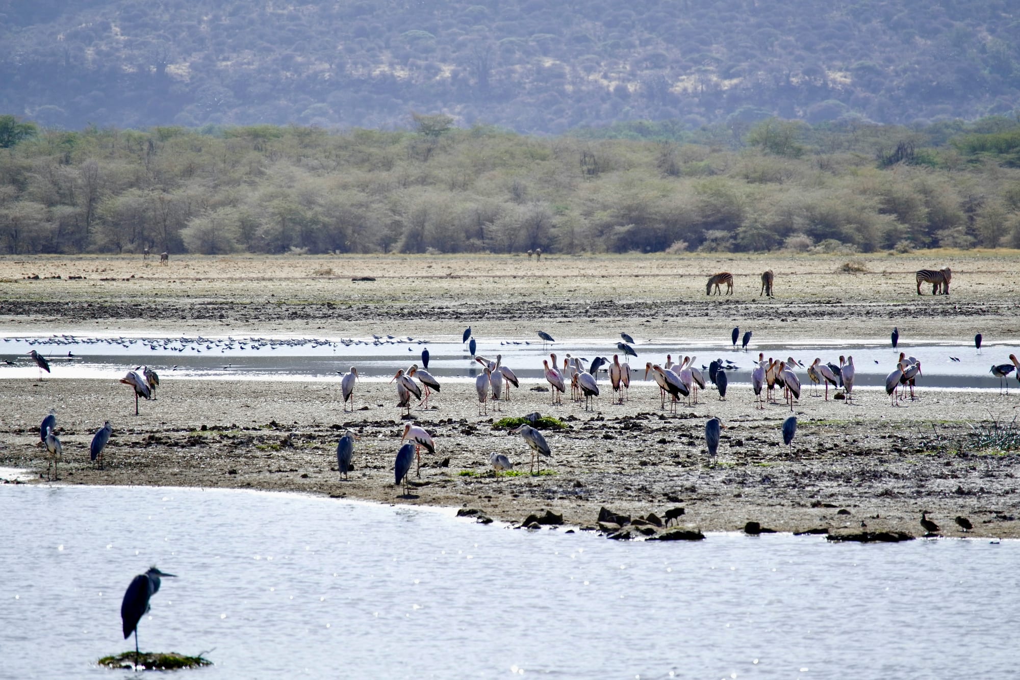 Pelicans, herons and other water birds along the shore of Lake Manyara