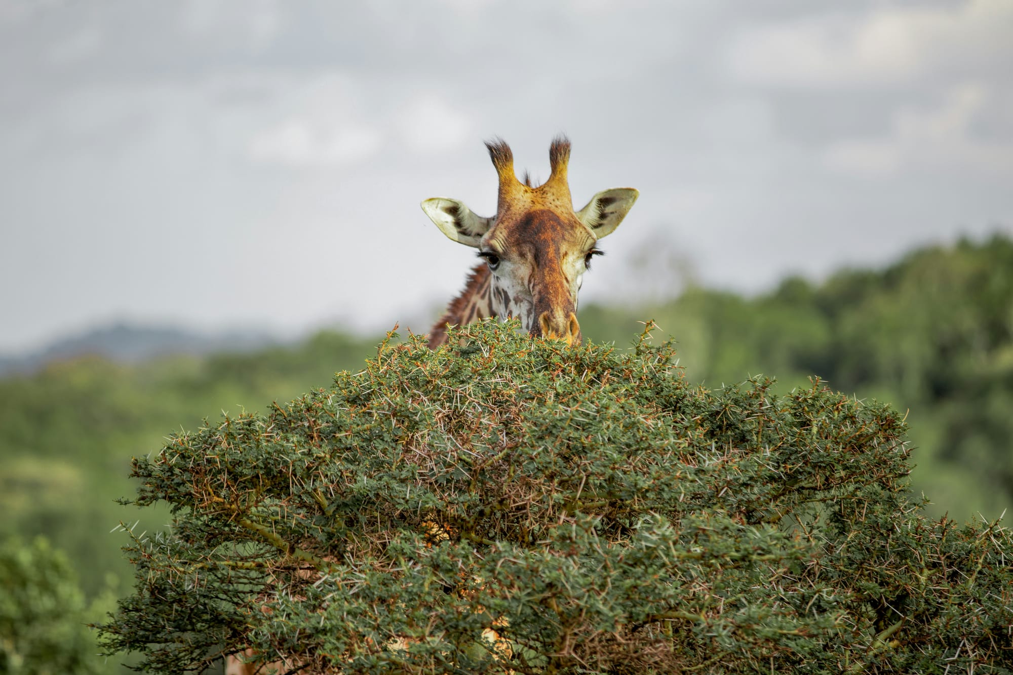 A giraffe's head and neck rising above a dense thorn bush