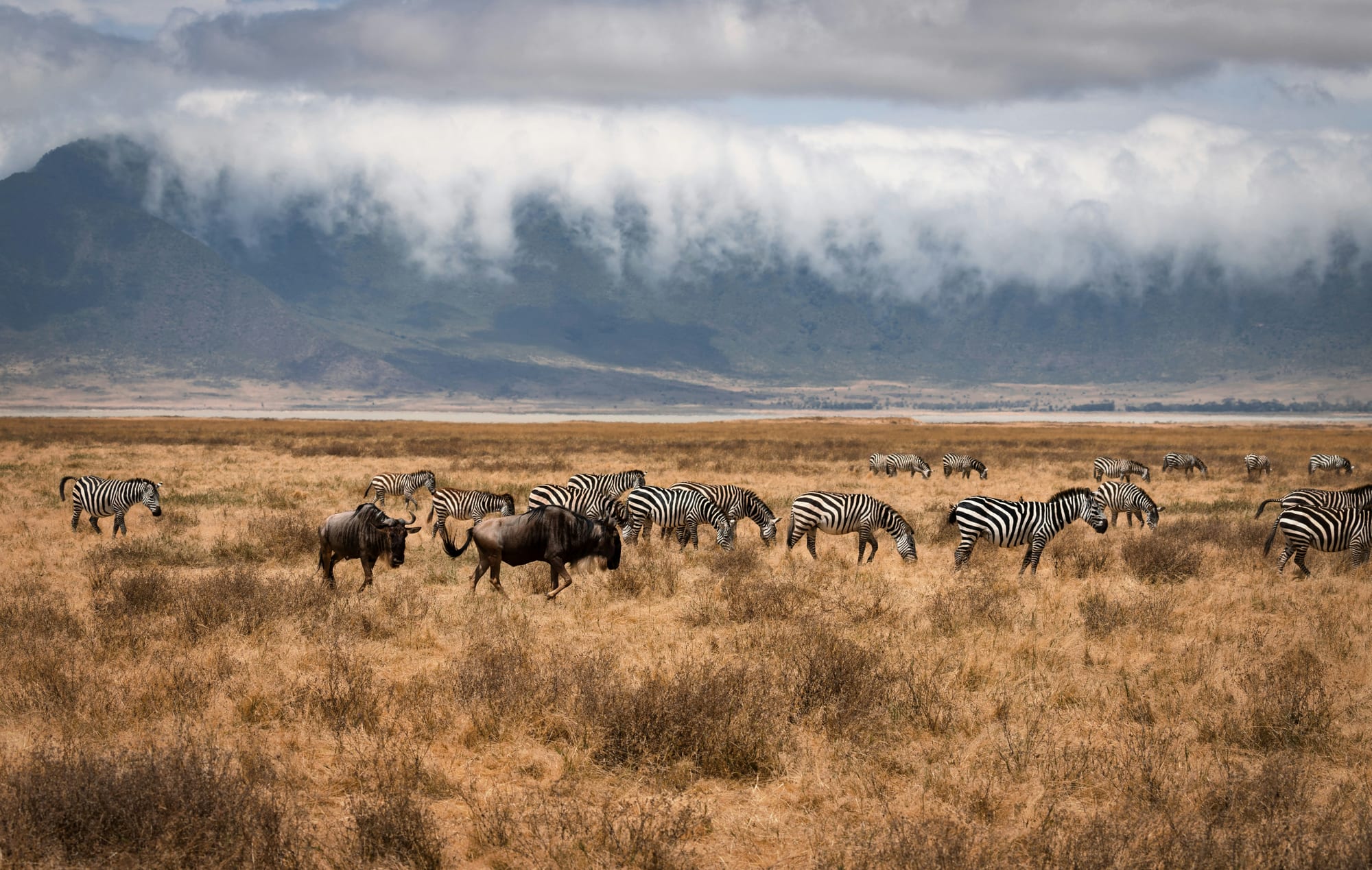 Zebra grazing in golden grass below the Ngorongoro Crater wall