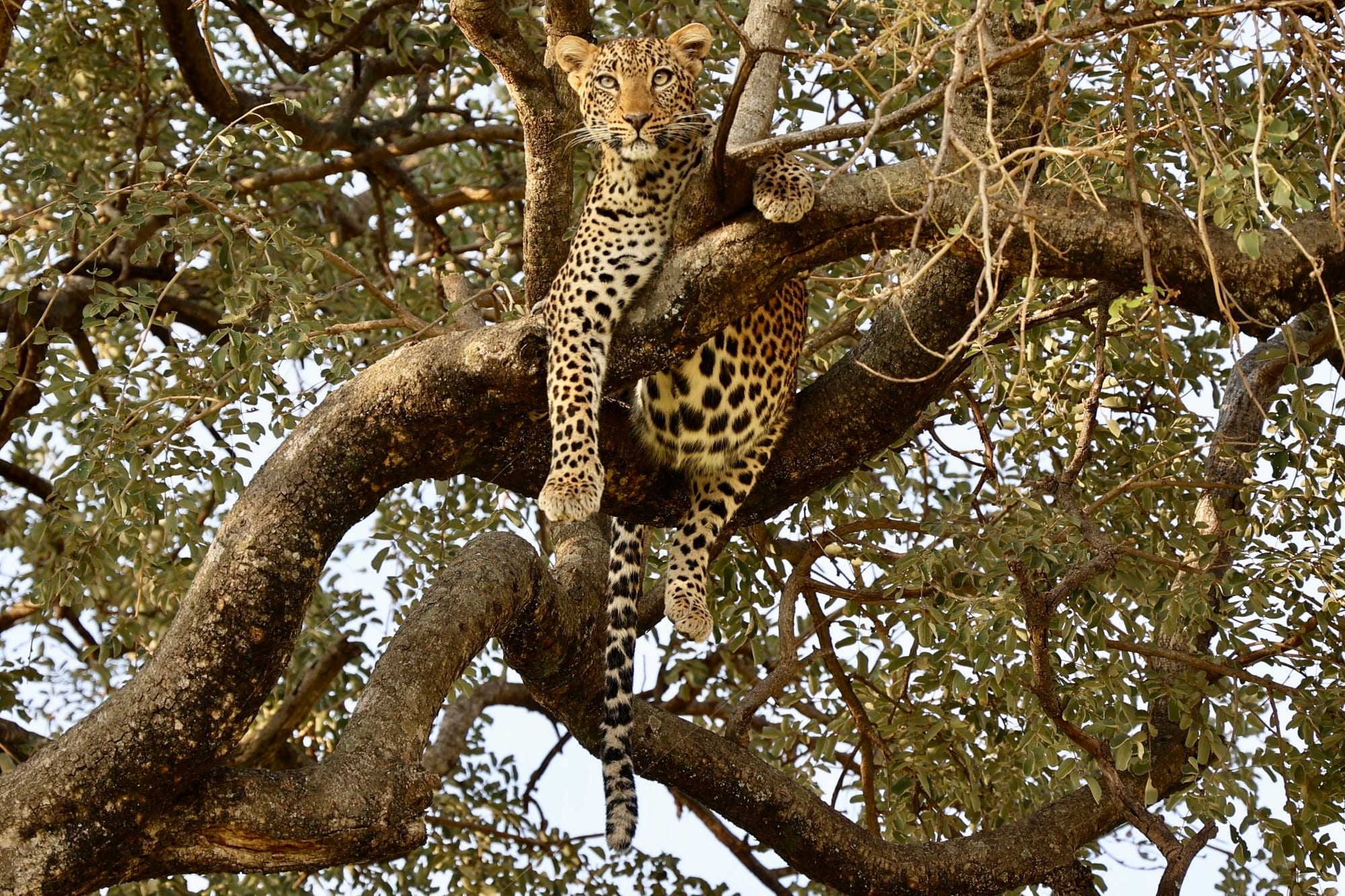 A leopard lying along a thick horizontal branch