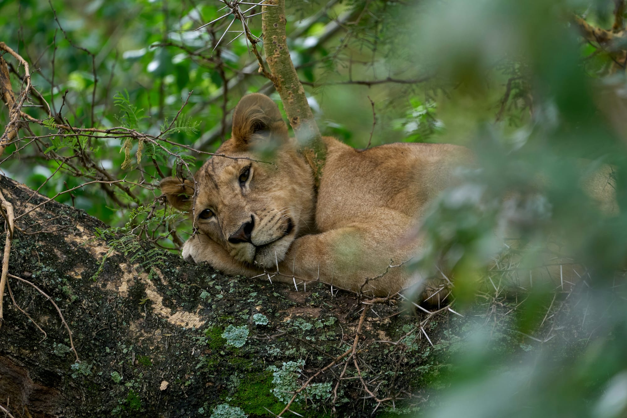 A lioness lying asleep along a branch in a leafy tree