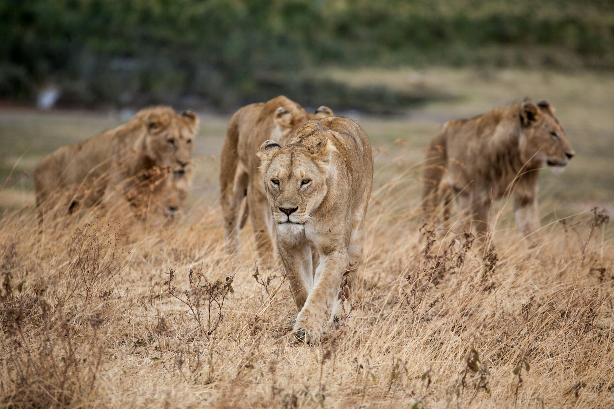 Three lions walking through tall dry grass