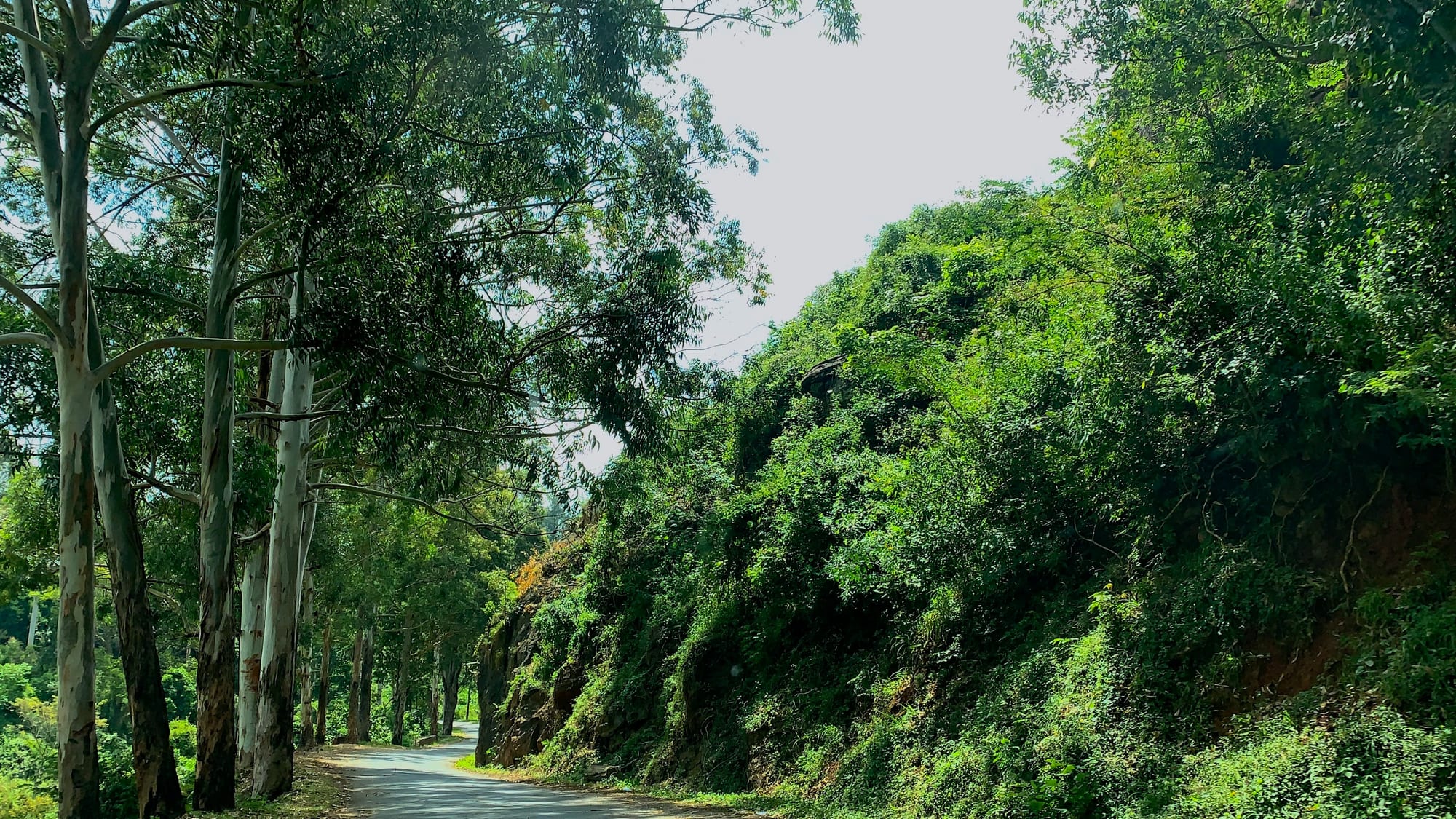 A narrow road curving through tall forest on a mountain slope
