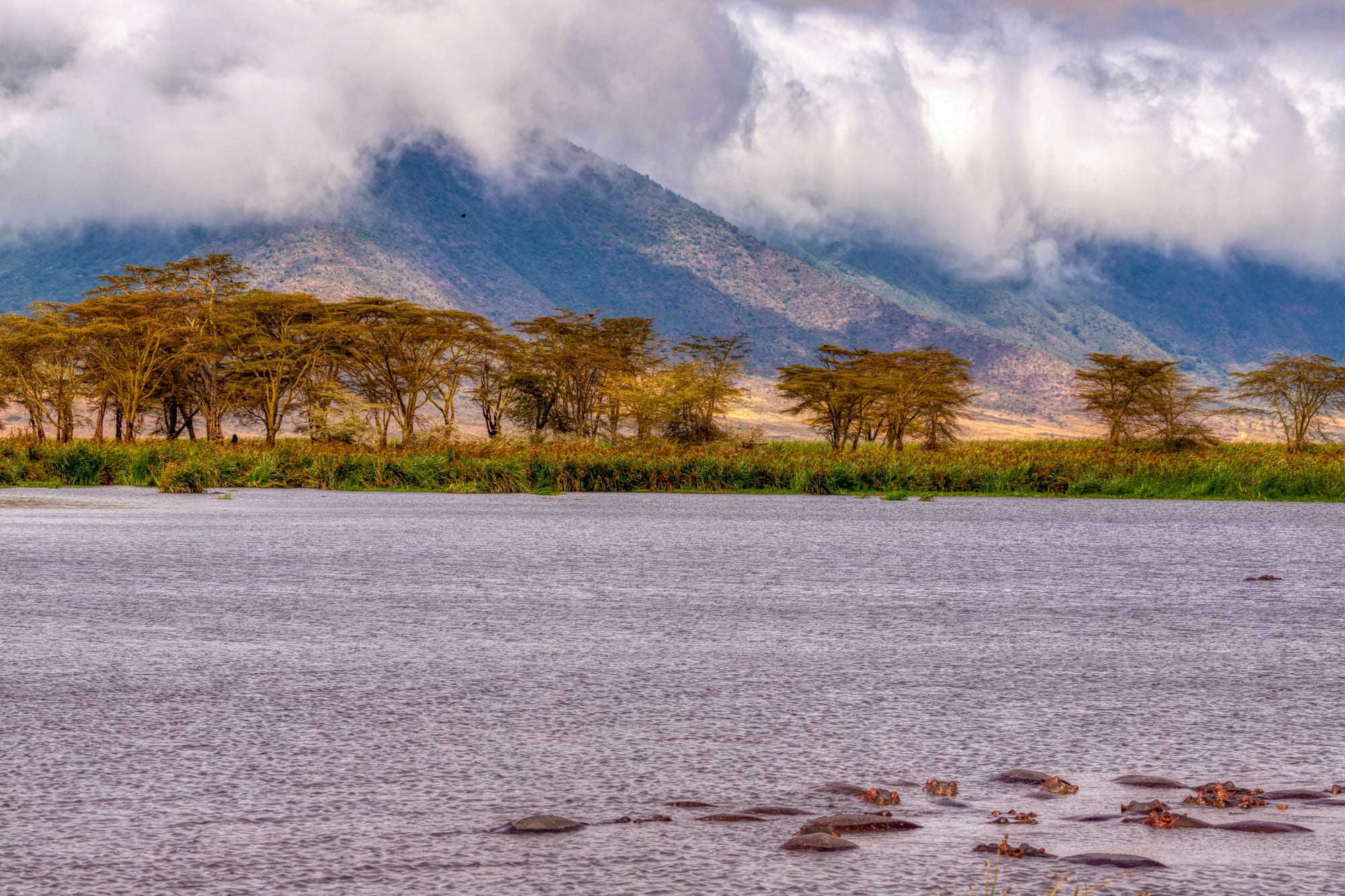 Hippos in a shallow crater lake with acacia woodland and the crater wall behind