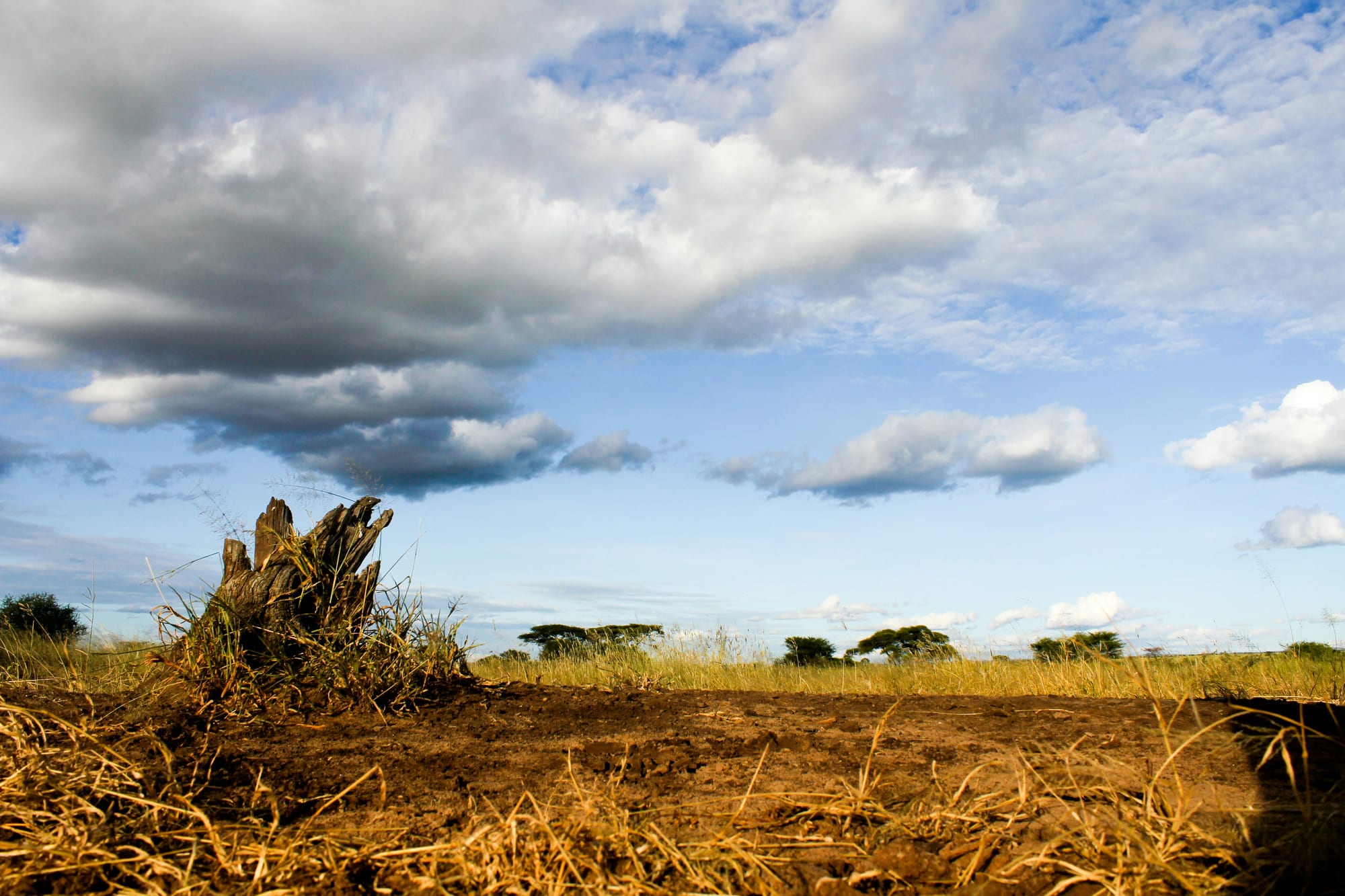 Flat savannah stretching to the horizon under tall cloud