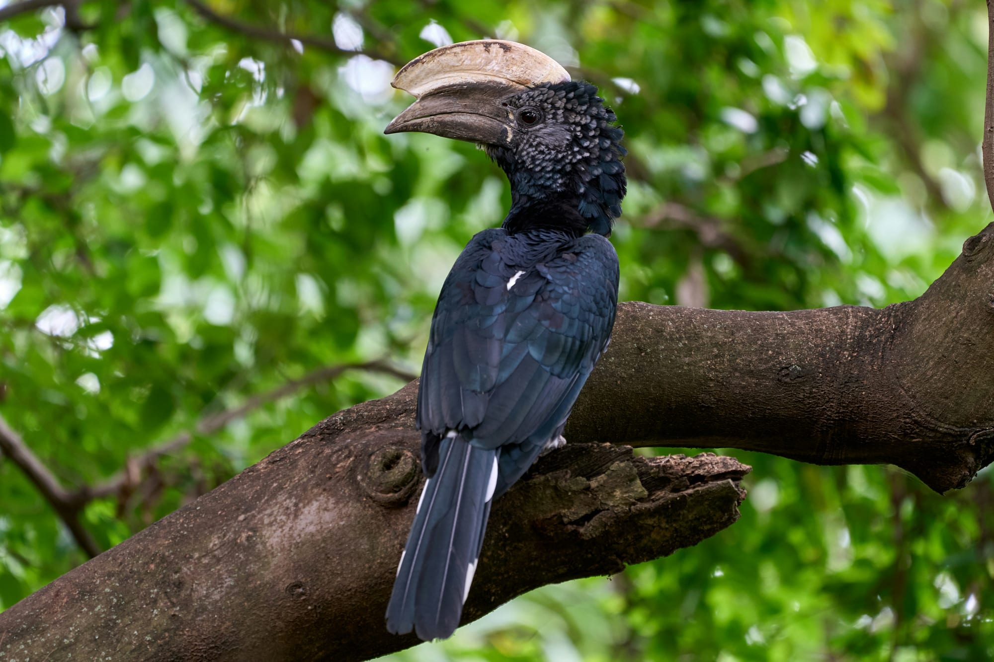 A large black hornbill with a pale casque perched on a branch