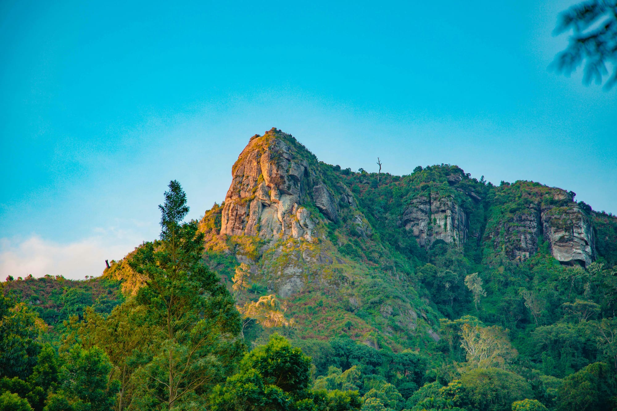A rocky crag rising above dense green mountain forest