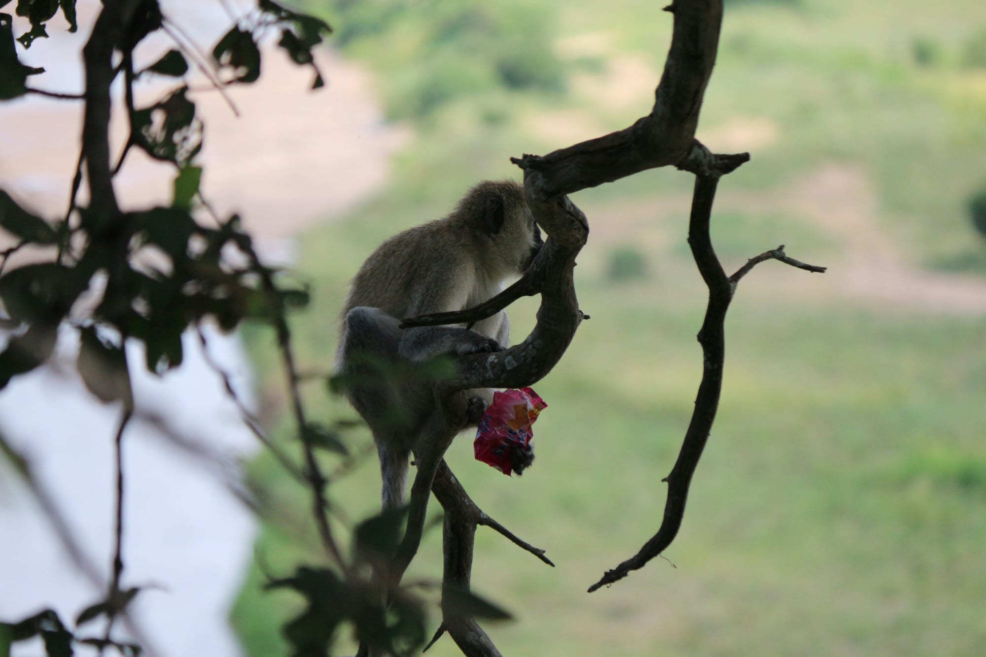 A vervet monkey carrying an infant along a bare branch