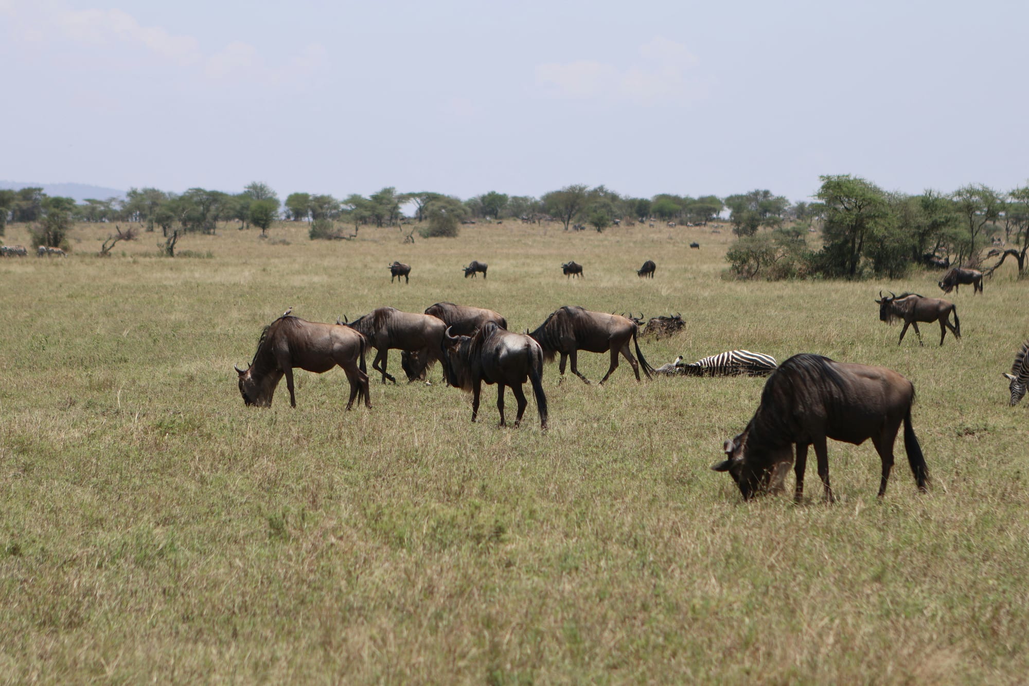 A herd of wildebeest grazing on open grassland