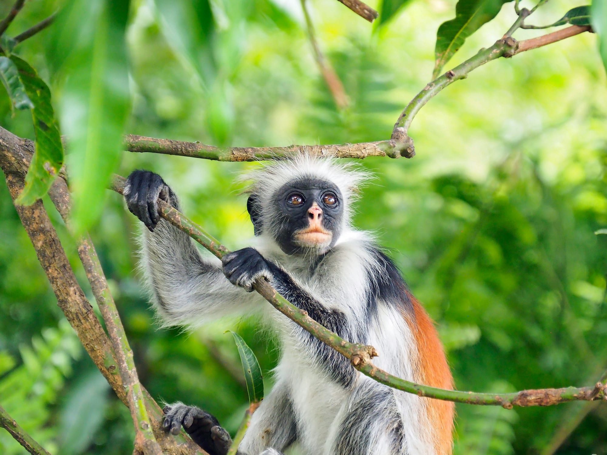 A red colobus monkey sitting in bright green foliage
