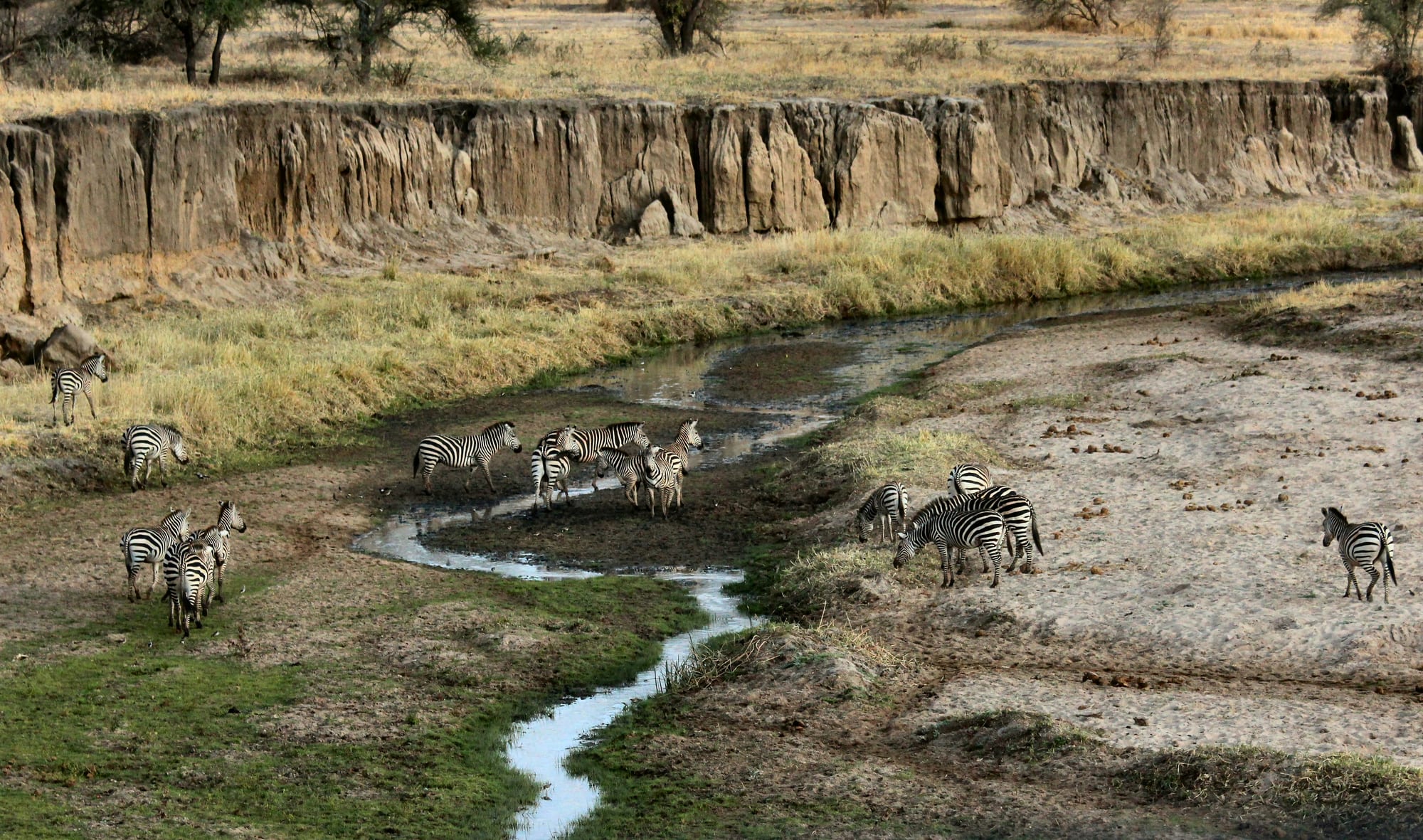 Zebras gathered at a narrow stream running through an eroded gully