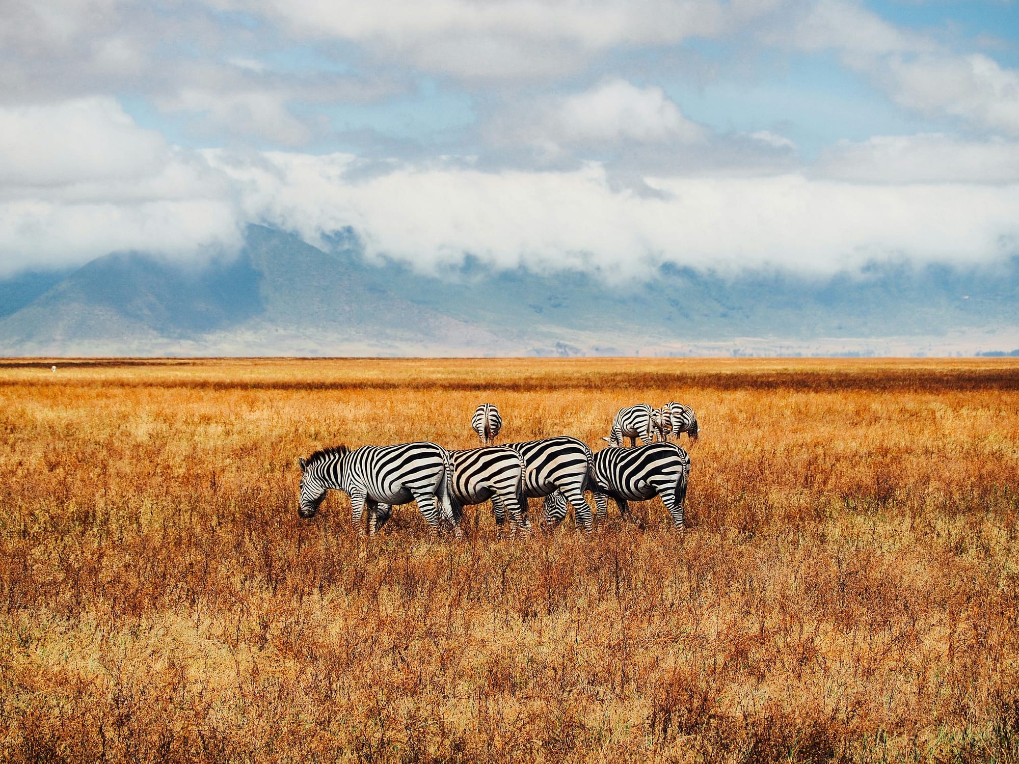Zebra and wildebeest grazing in golden grass below a high crater wall