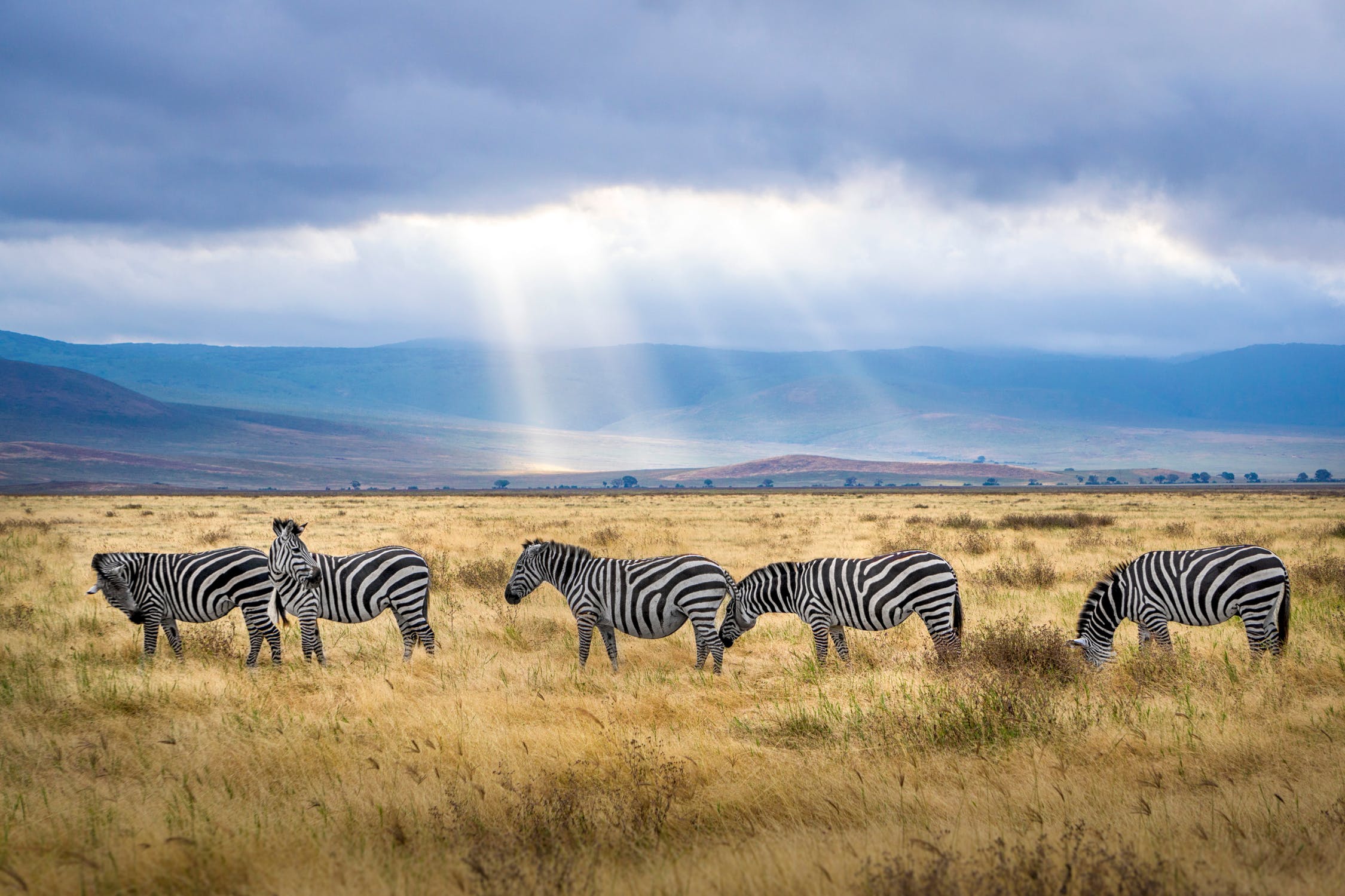 Zebras